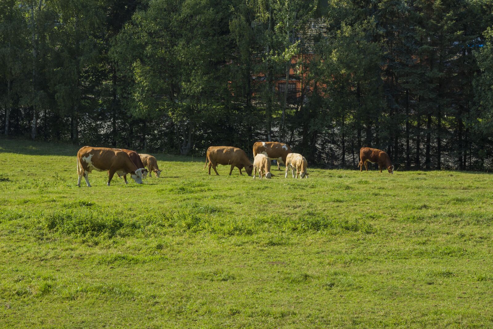 Canon EF 50mm F1.8 STM sample photo. Cows, cattle, graze photography