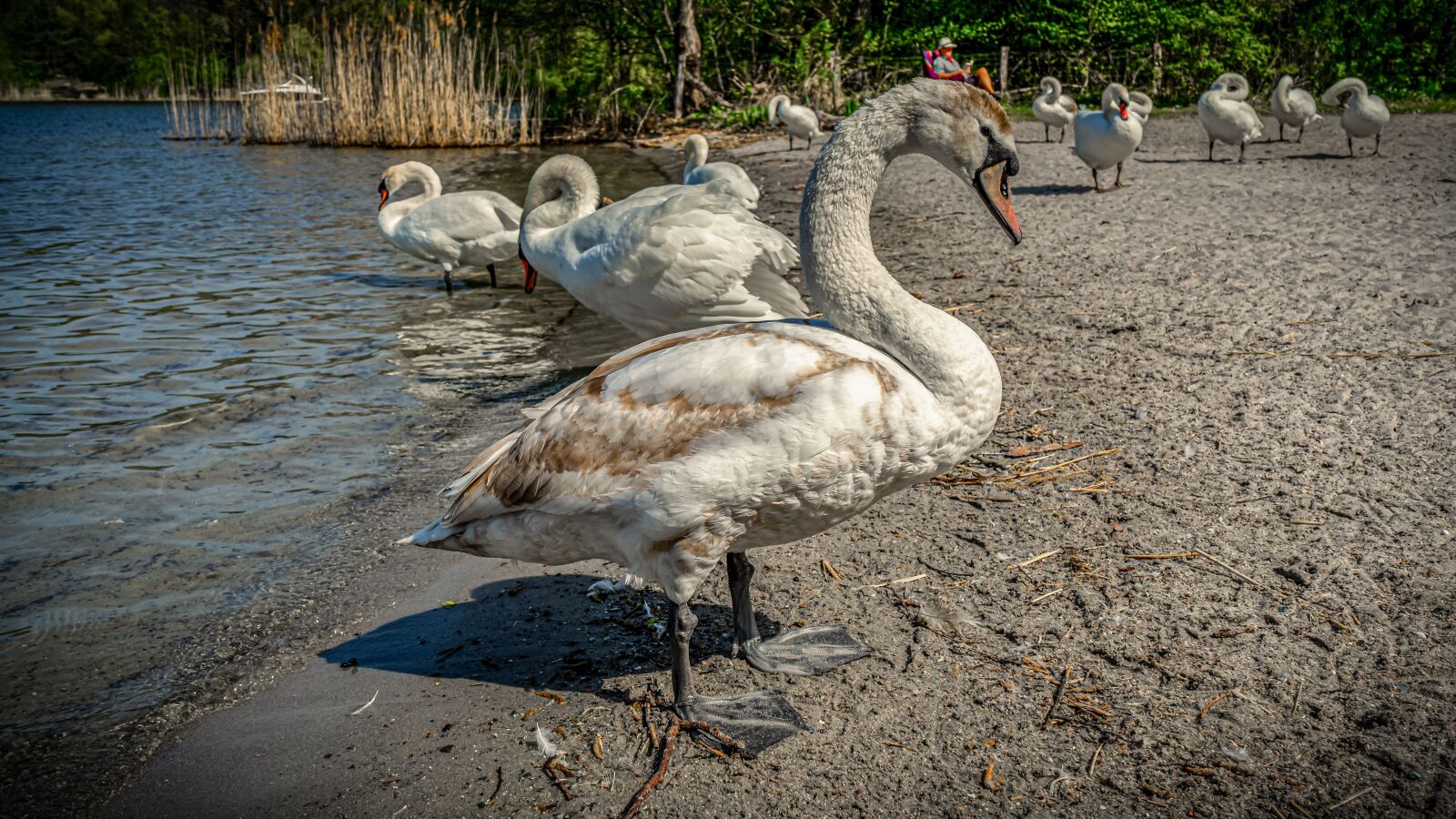 Sony a7 II + Sony FE 28-70mm F3.5-5.6 OSS sample photo. Swan, water, beach photography