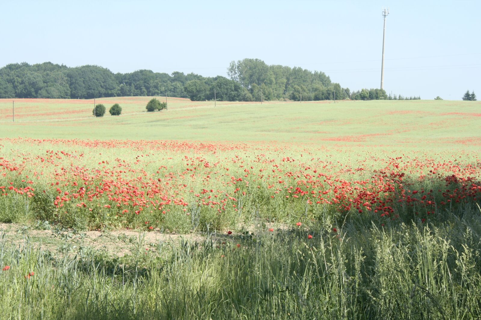 Canon EOS 350D (EOS Digital Rebel XT / EOS Kiss Digital N) sample photo. Poppy, field, meadow photography