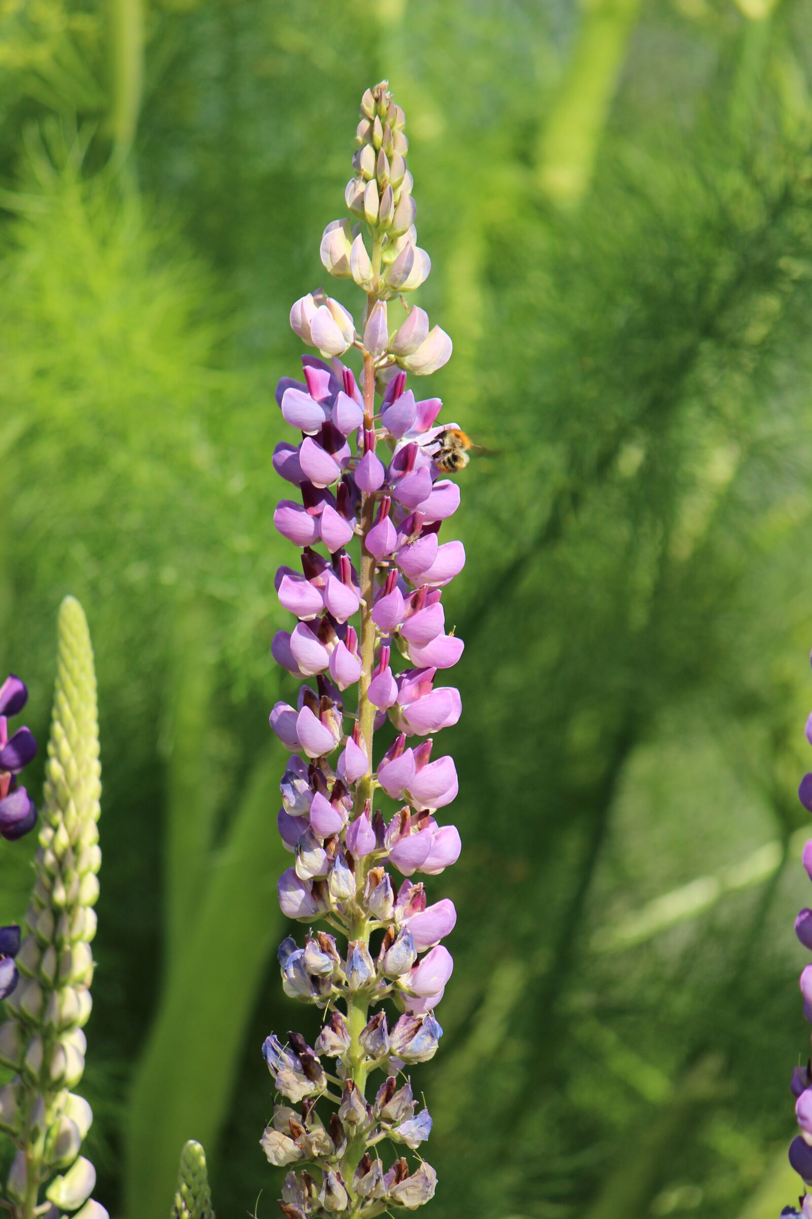 Canon EF-S 55-250mm F4-5.6 IS II sample photo. Lupine, nature, garden photography