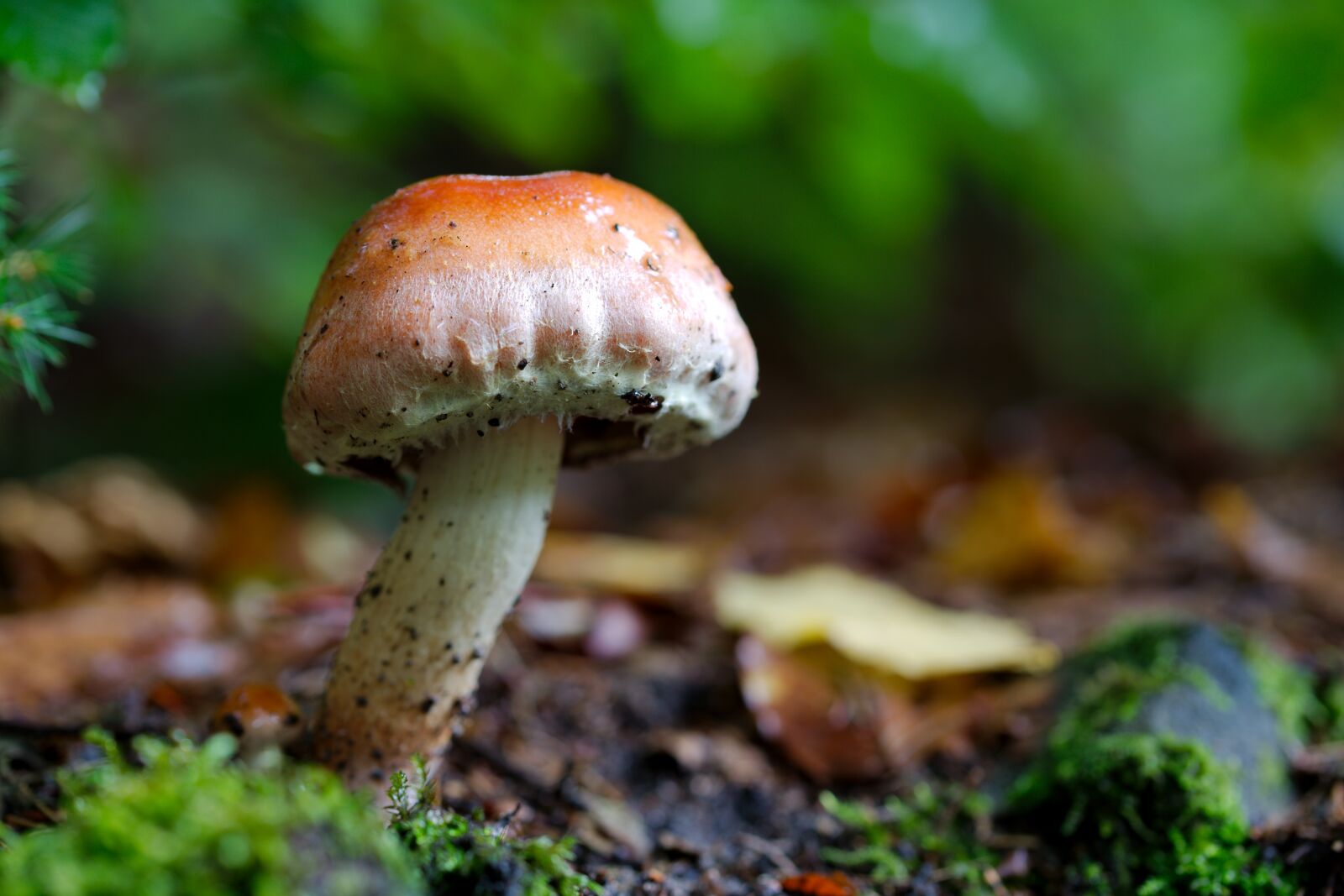 Canon EOS 6D sample photo. Mushroom, rac, nature photography