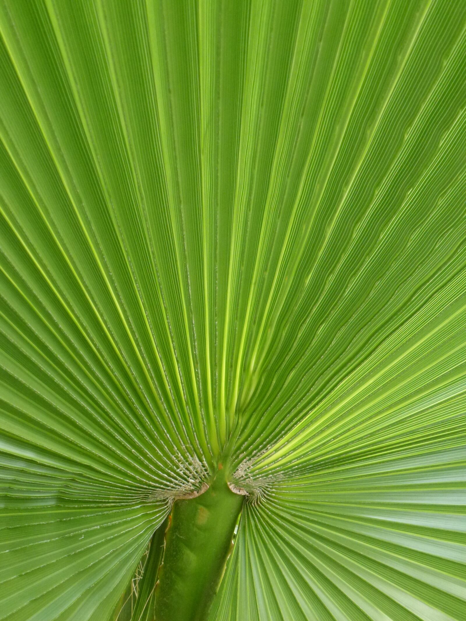 Leica V-Lux 30 / Panasonic Lumix DMC-TZ22 sample photo. Palm, james, palm leaf photography