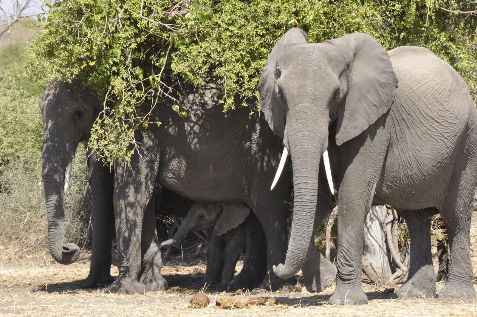 Nikon D90 sample photo. Elephant, flock, botswana photography