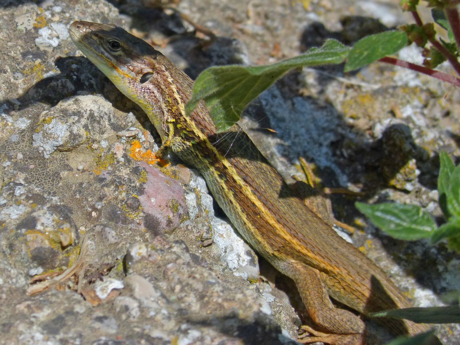 Panasonic DMC-FZ62 sample photo. Lizard, sargantana, reptile photography