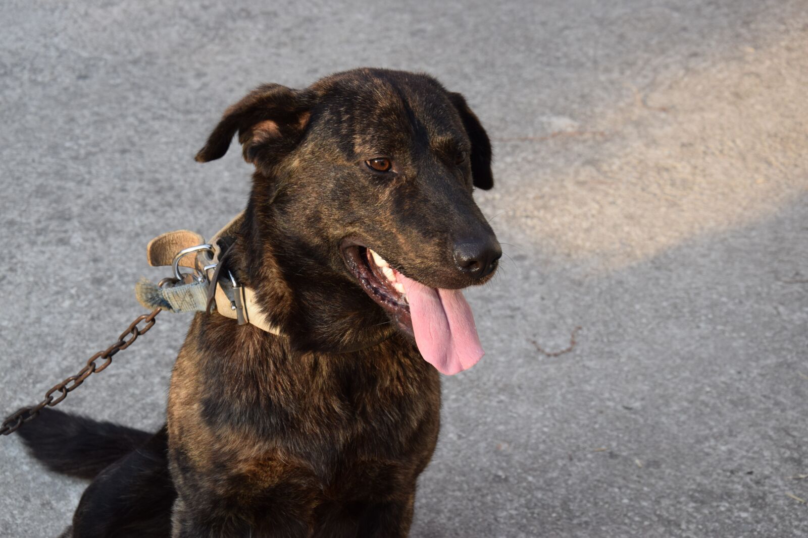 Nikon D5300 sample photo. Dog, chain, black dog photography