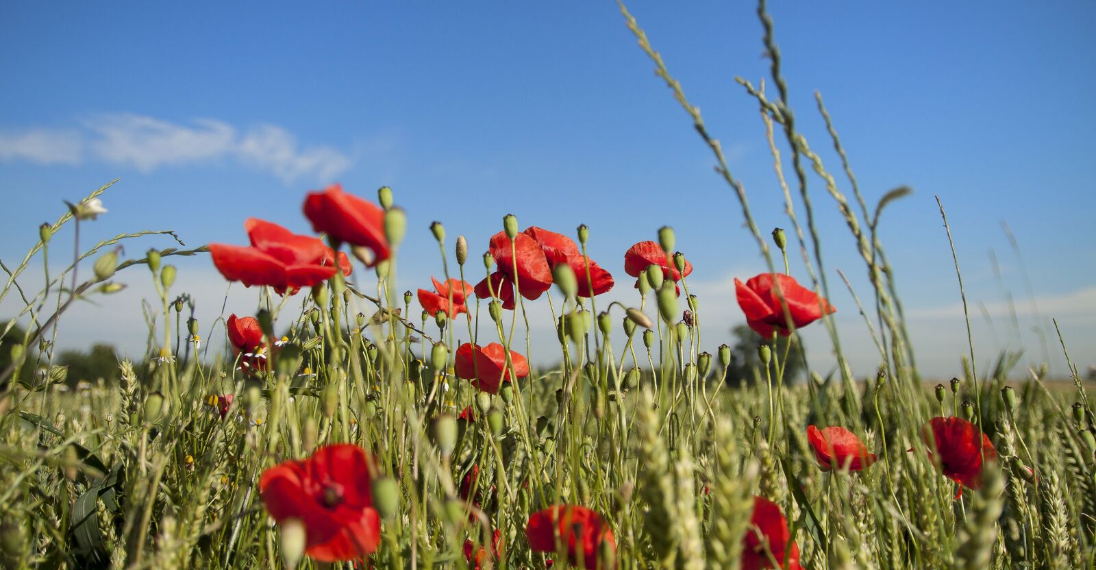 Canon EOS 50D sample photo. Poppy, landscape, spring photography