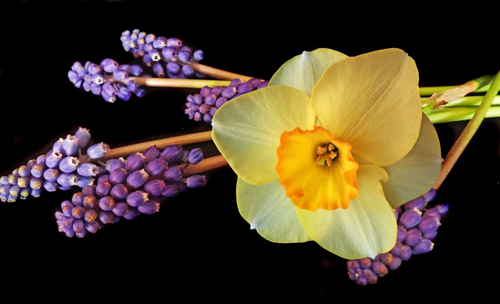 Olympus TG-5 sample photo. Daffodils, grape hyacinths, spring photography