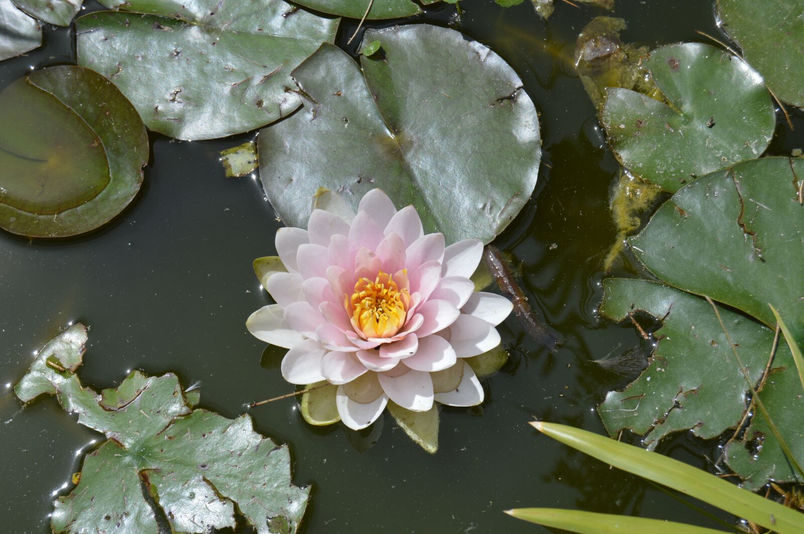 Nikon D3200 sample photo. Flower, water lily, nature photography