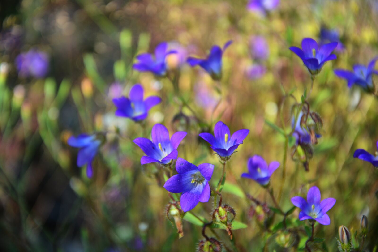 Nikon D7100 sample photo. Wildflowers, the bluebells, spring photography