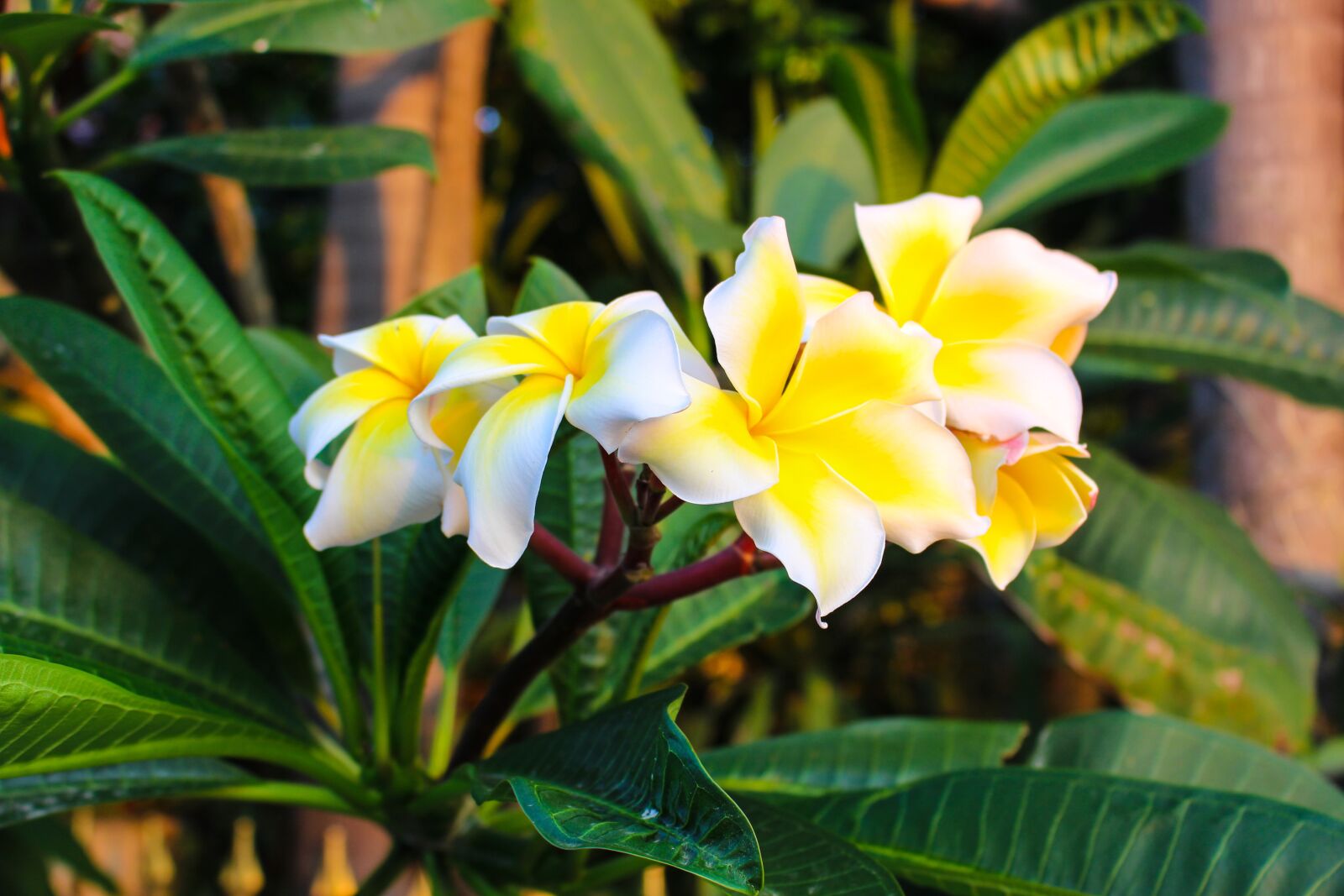 Canon EOS 700D (EOS Rebel T5i / EOS Kiss X7i) sample photo. Fragrapanti, plumeria, open photography