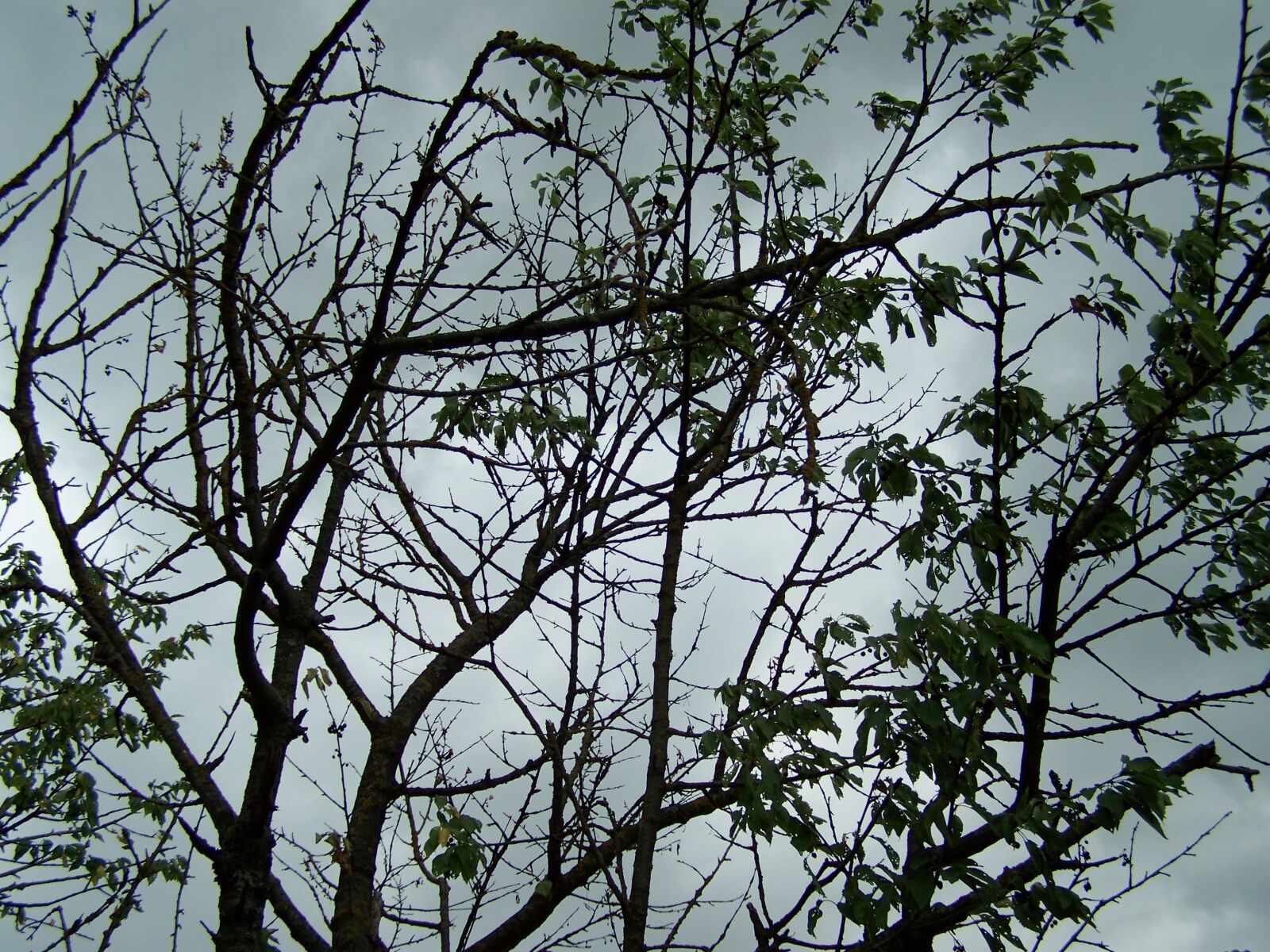 Kodak EASYSHARE ZD710 ZOOM DIGITAL CAMERA sample photo. Nature, art, artistic photography