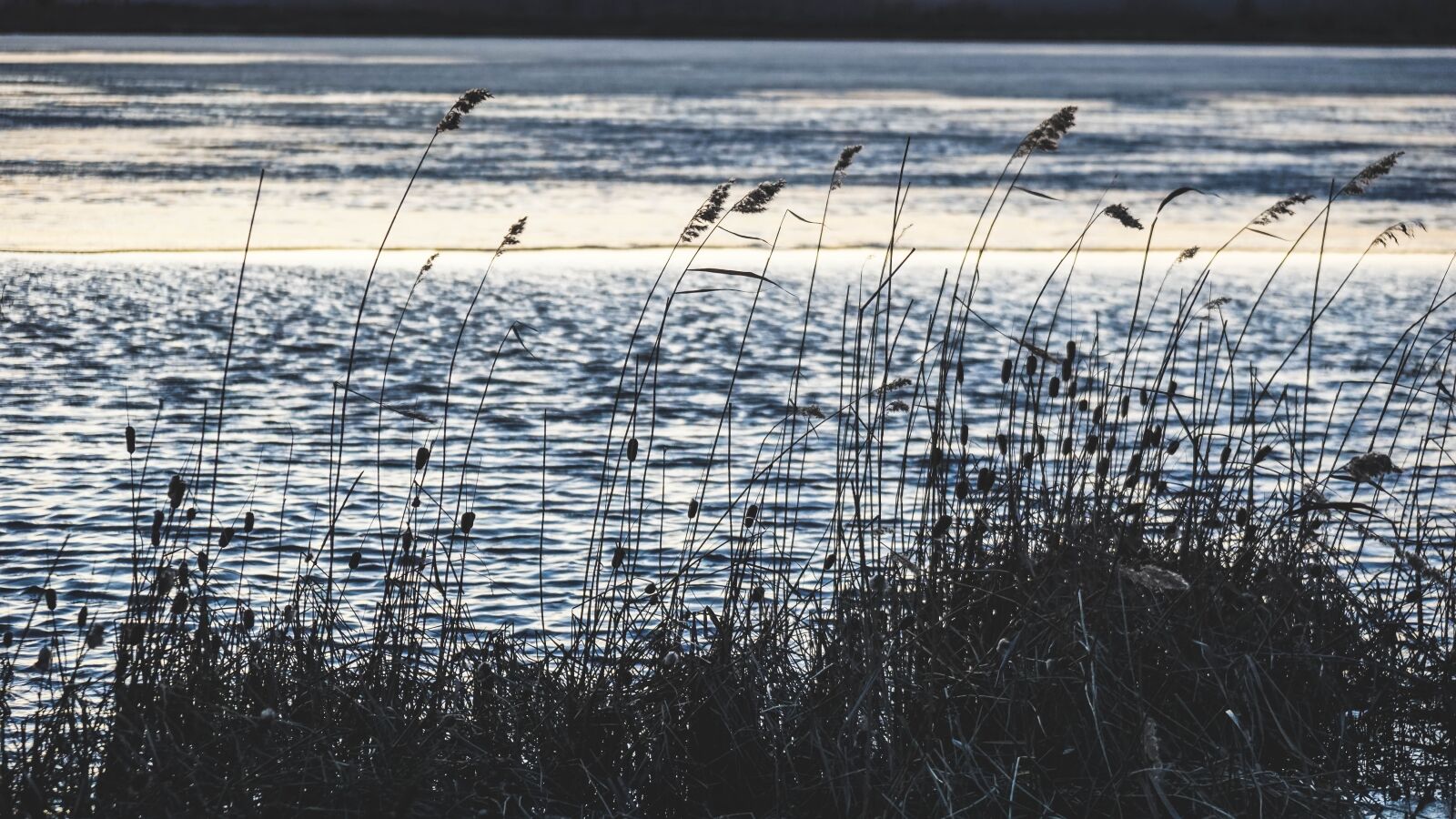 Sony a6000 + Sony Vario-Tessar T* E 16-70mm F4 ZA OSS sample photo. Nature, lake, plants photography