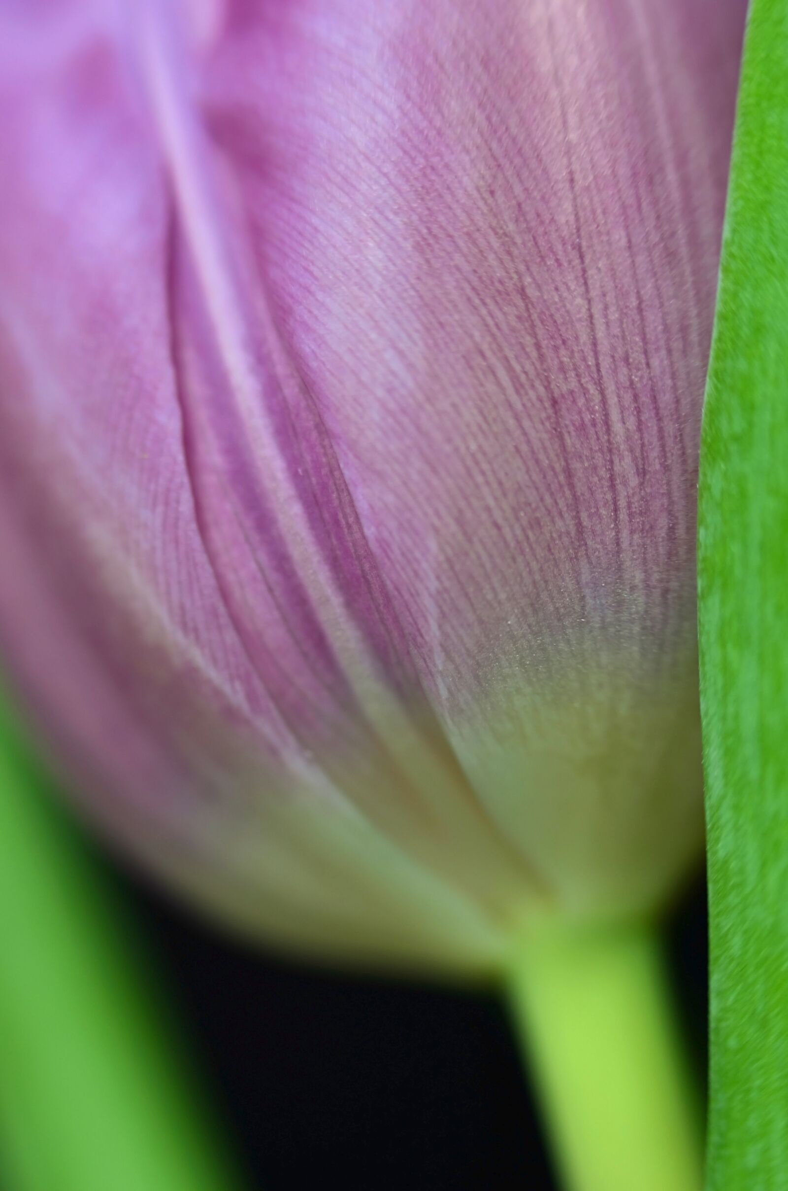 Nikon D5100 sample photo. Tulip, flower, blossom photography