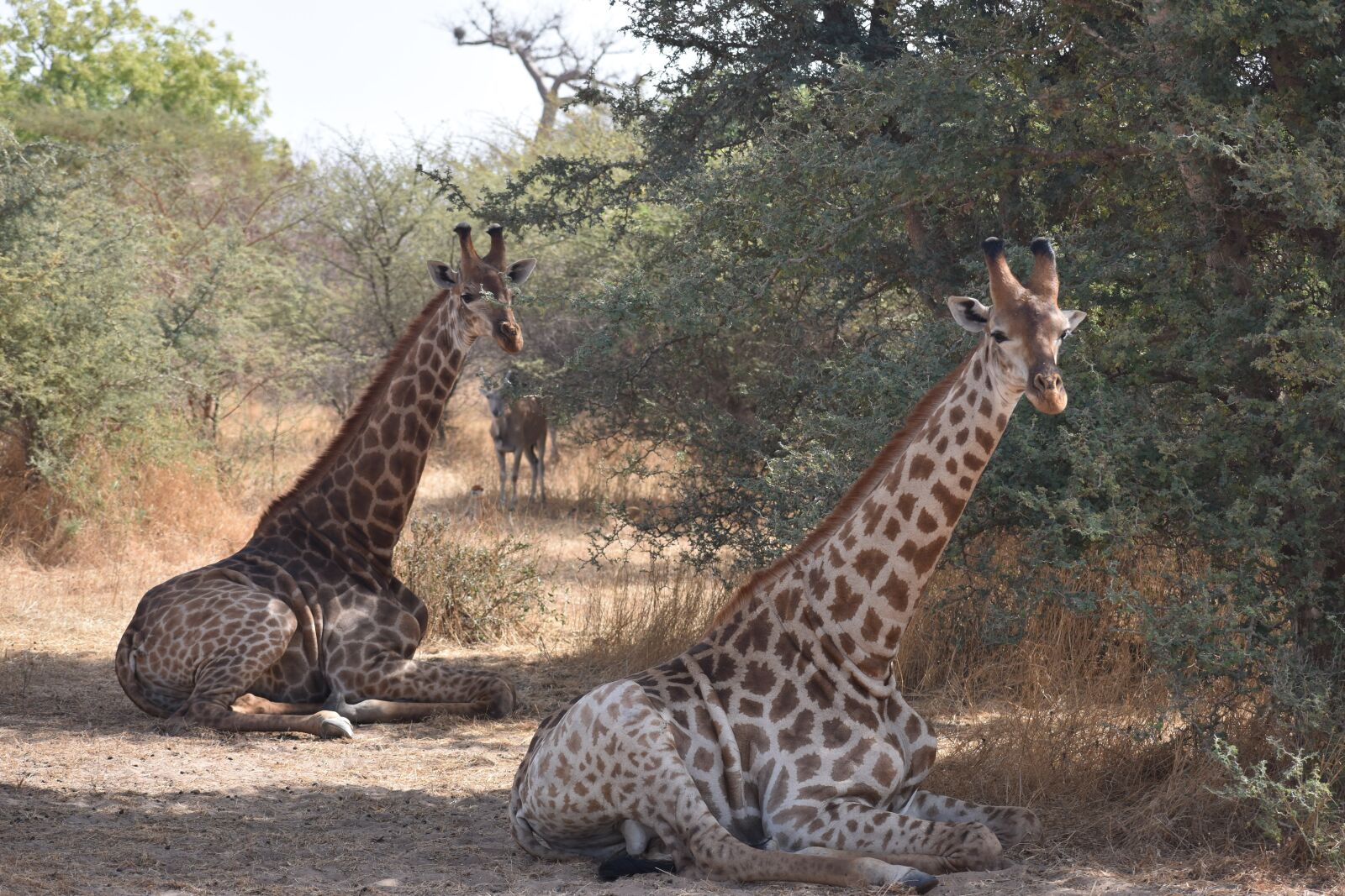 Nikon D3400 sample photo. Giraffe, africa, safari photography