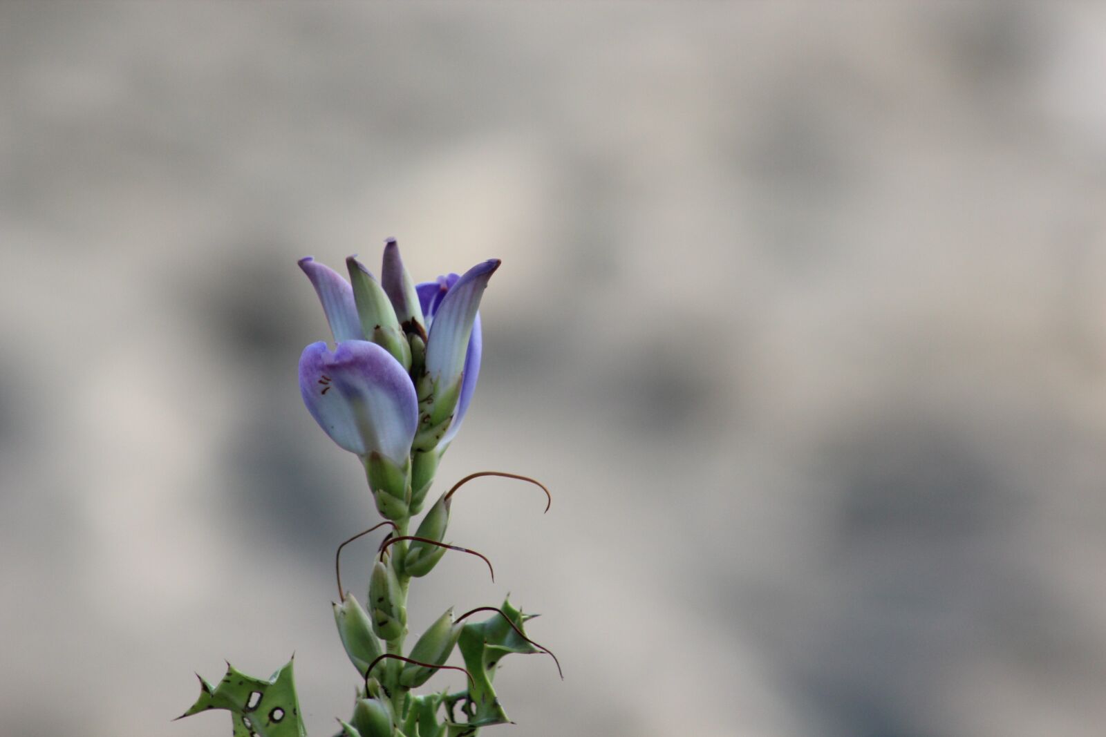 Canon EF75-300mm f/4-5.6 sample photo. Nature, flower, natural photography