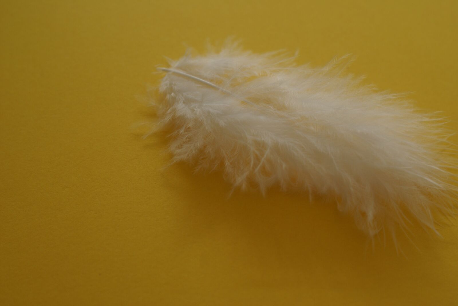 Sony Alpha DSLR-A100 sample photo. Feather, down feather, white photography