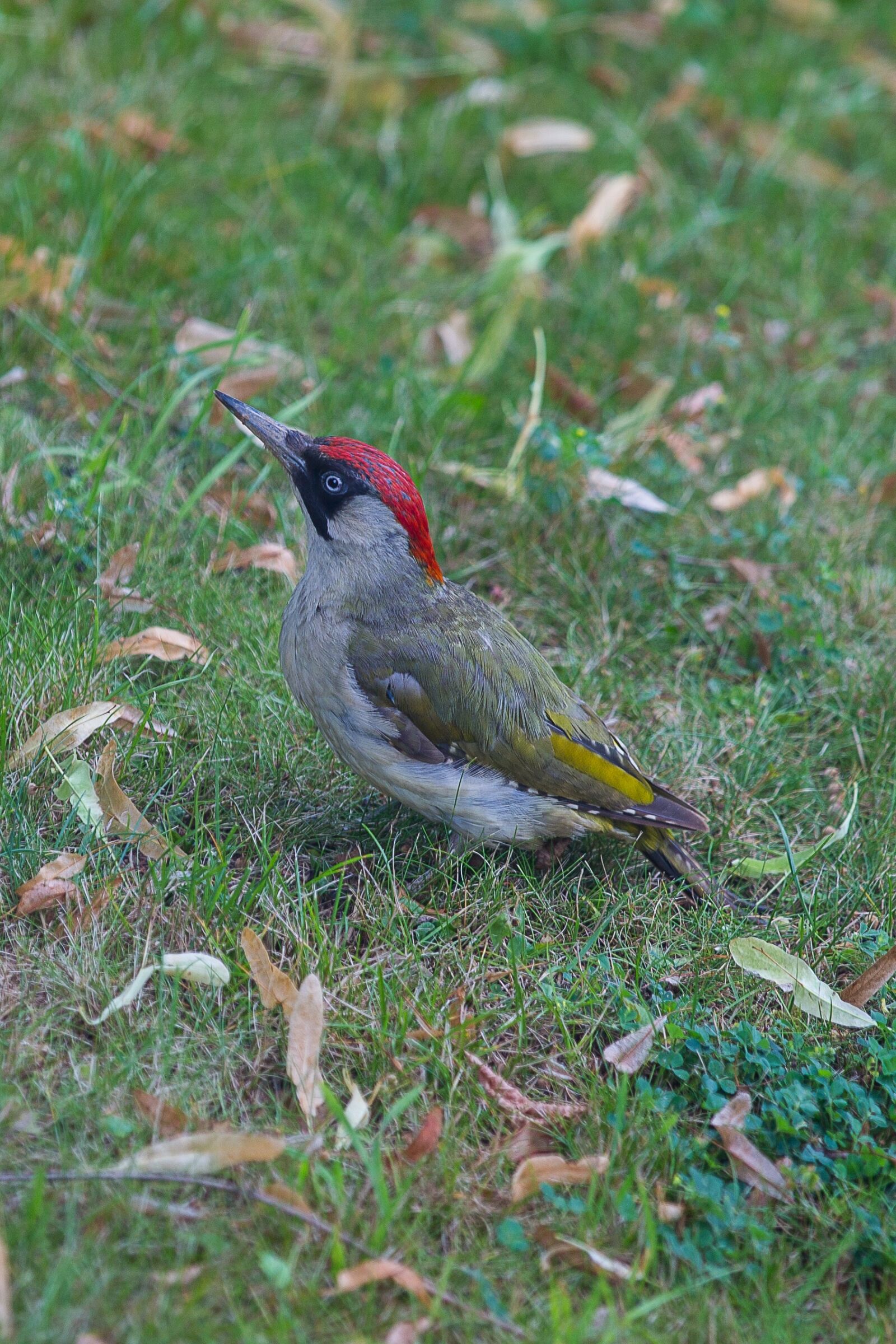 Canon EOS 5D Mark III sample photo. Green woodpecker, picus viridis photography