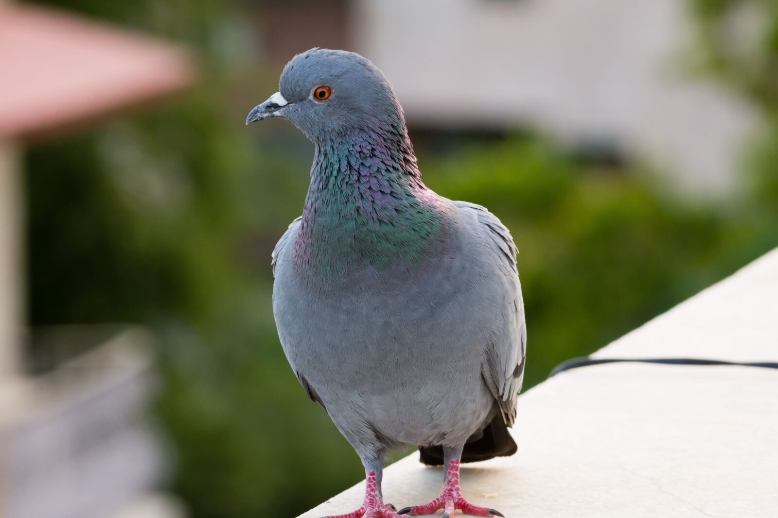 Nikon D7200 sample photo. Pigeon, bird, dove photography
