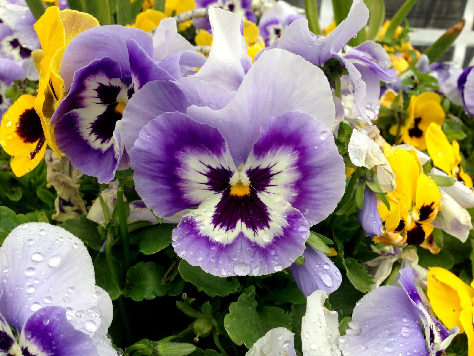 iPhone 5 back camera 4.12mm f/2.4 sample photo. Pansy, flowers, colorful photography