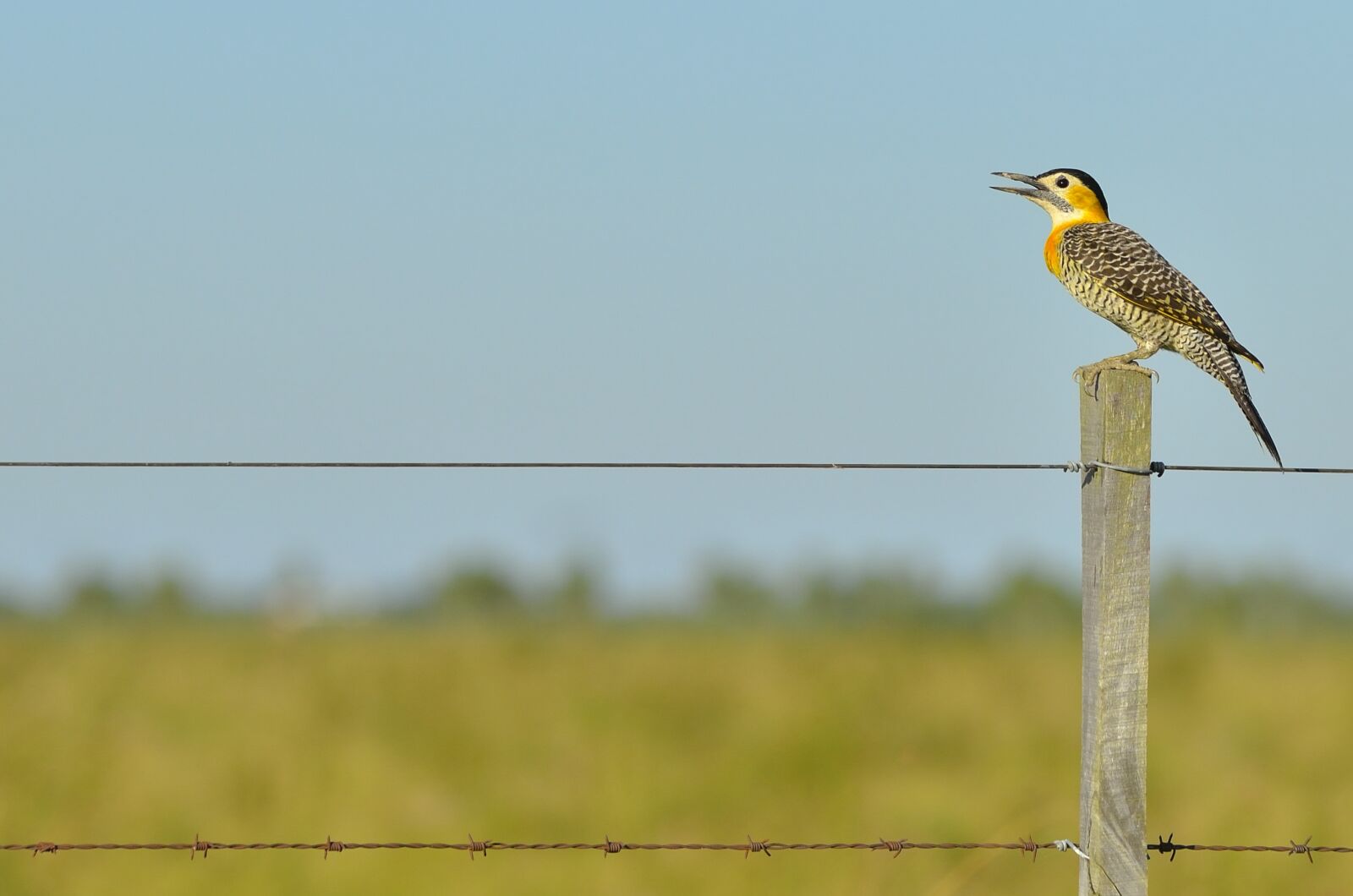 Nikon D5100 sample photo. Animal, barbed wire, beak photography