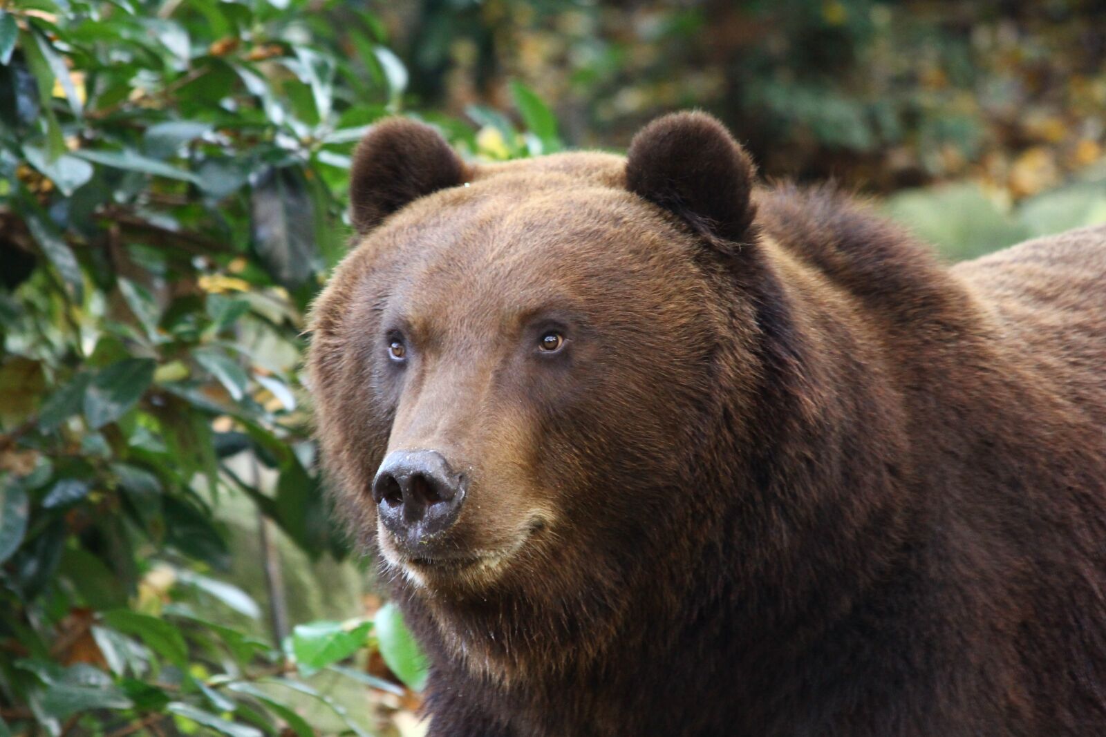 Canon EOS 60D + Canon EF 70-300mm F4-5.6 IS USM sample photo. Grizzly bear, zoo, animals photography