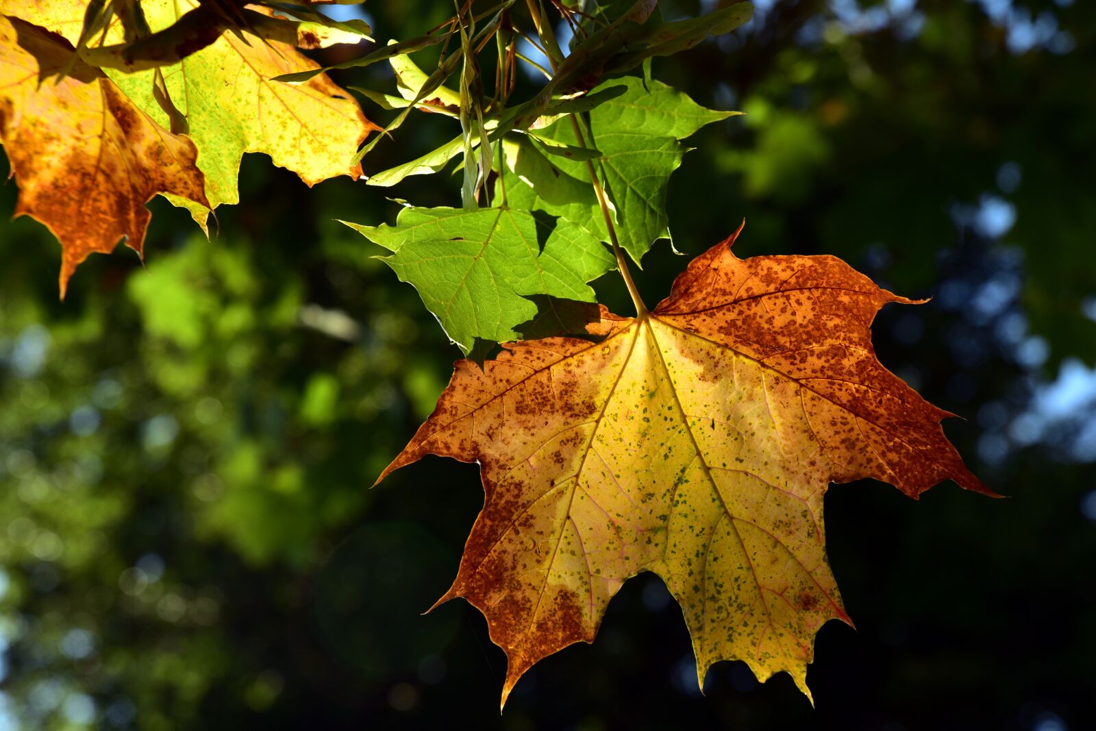 Nikon D750 sample photo. Leaf, autumn, color photography