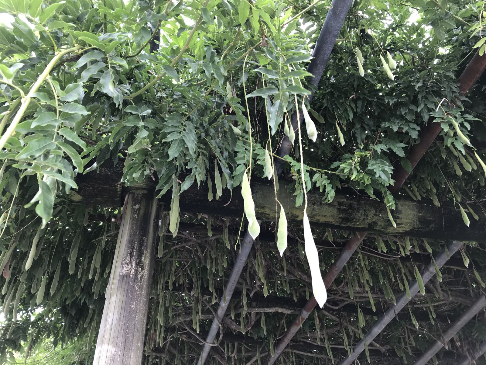 iPhone 7 back camera 3.99mm f/1.8 sample photo. Wisteria, real, garden photography