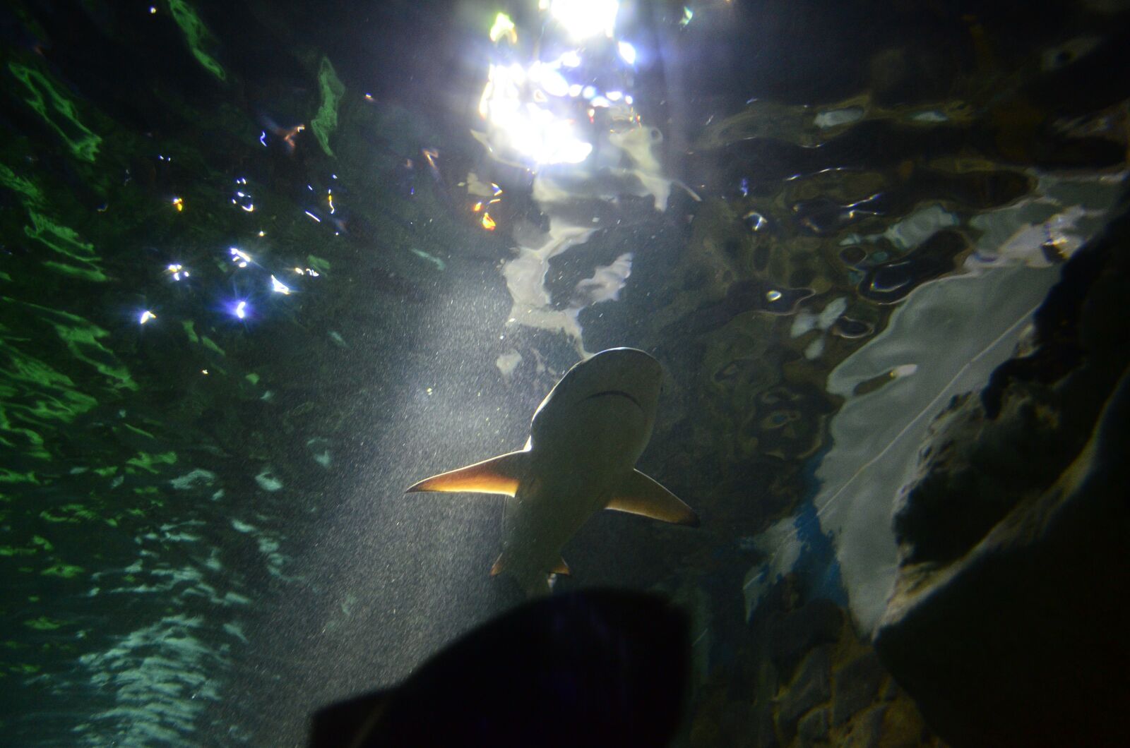 Nikon D7000 sample photo. Aquarium, shark, water photography