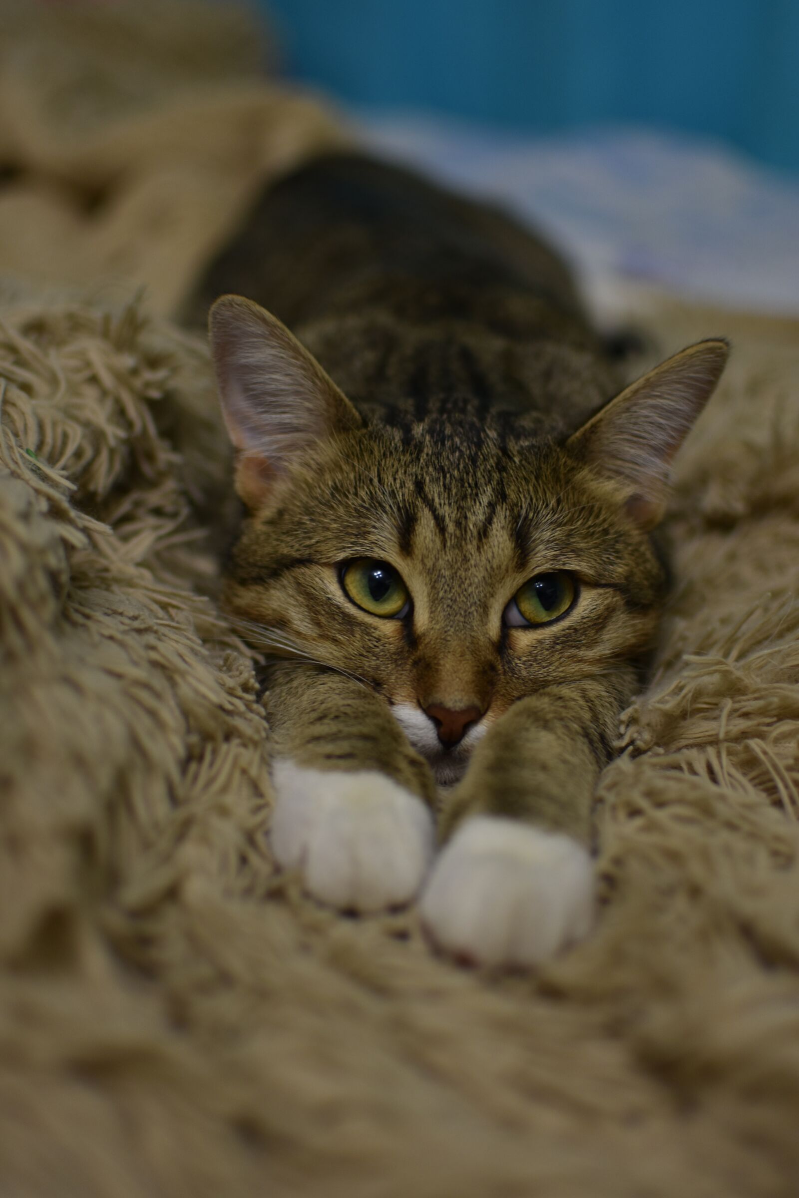 Nikon D3400 sample photo. Cat, animals, kitten photography
