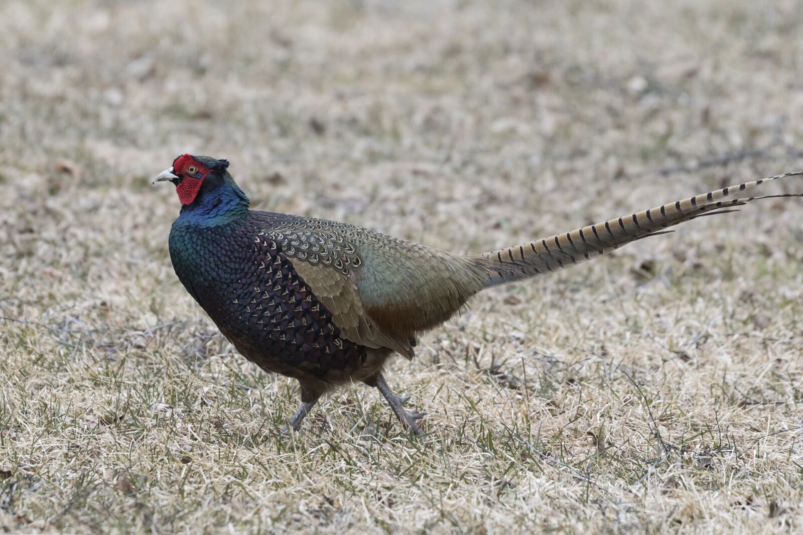 Nikon D500 sample photo. Saturated color pheasant, spring photography