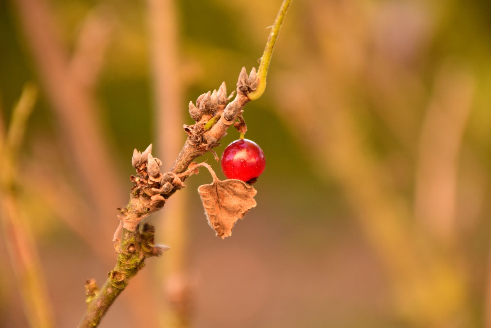 Nikon D3300 sample photo. Currant, autumn, bush photography