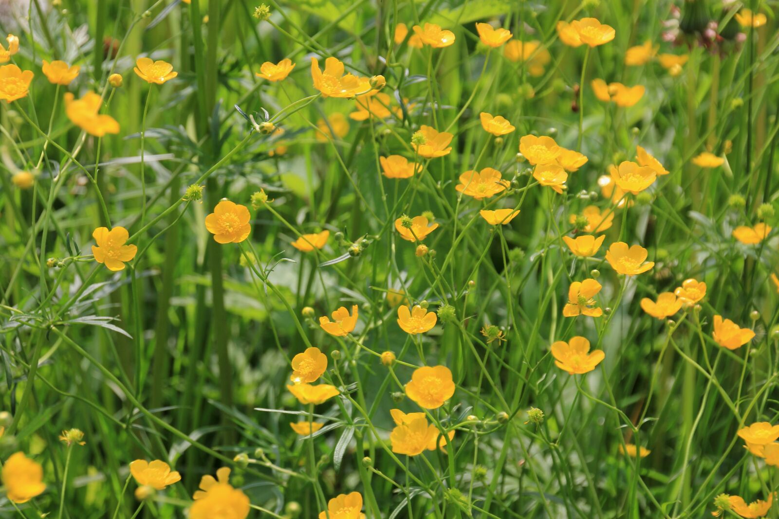 Canon EOS 60D sample photo. Flower meadow, flowers, meadow photography