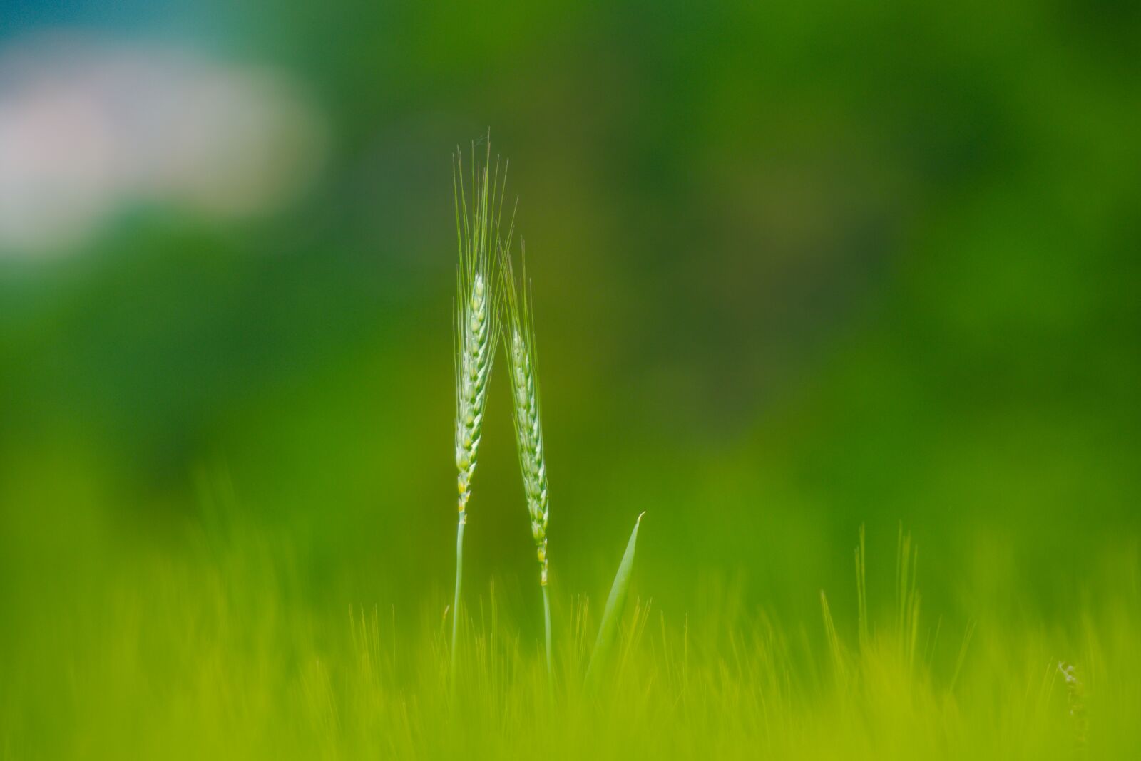 Nikon D750 sample photo. Spike, spring, tholey photography
