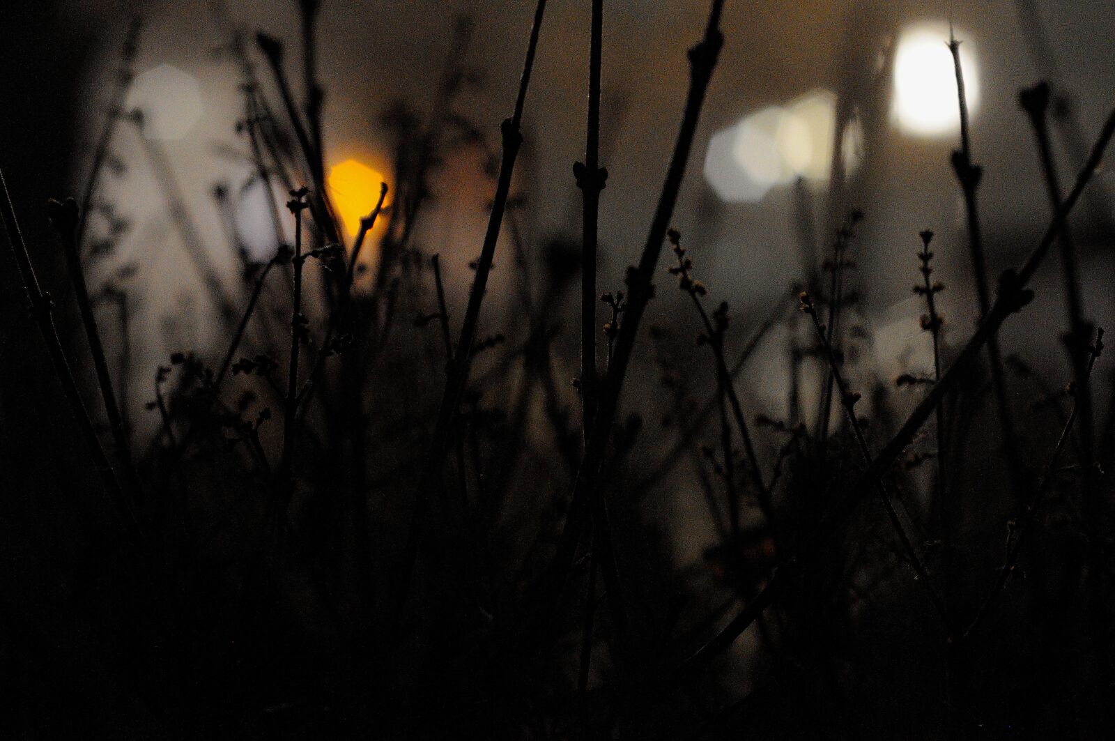 Nikon D3200 sample photo. Dark, plants, shadow photography