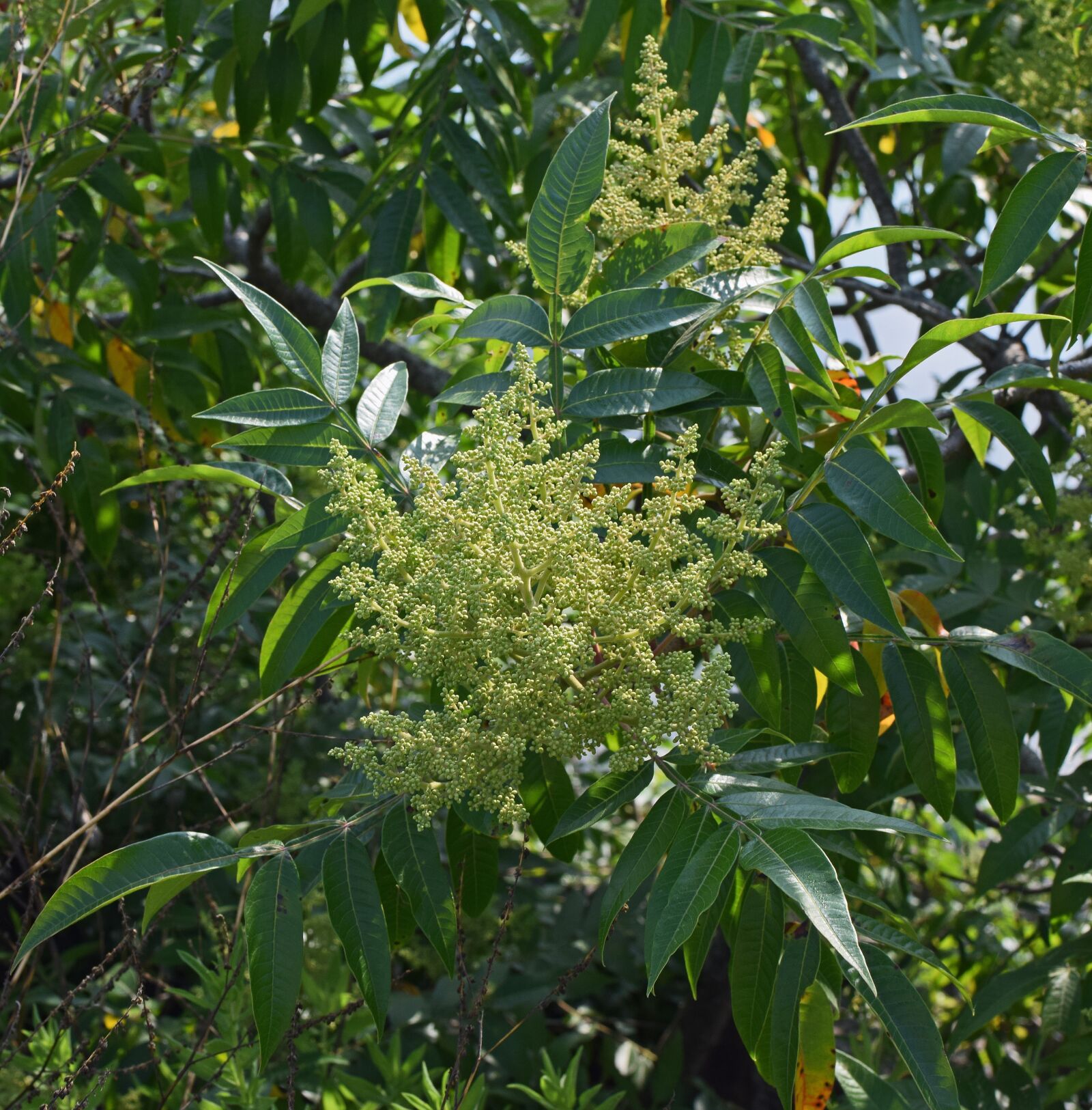 Nikon D3300 sample photo. Sumac flower buds, bud photography