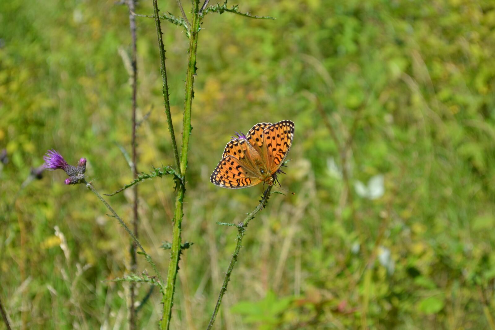 Nikon D3100 sample photo. Nature, summer, flower photography