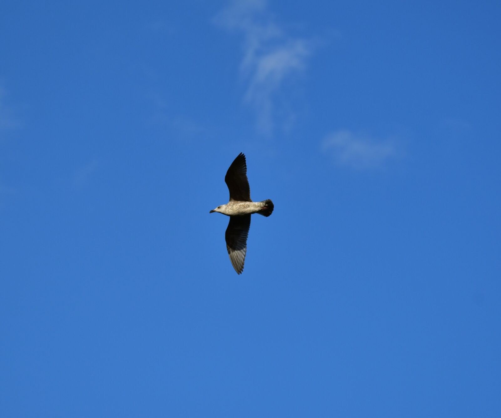Nikon D750 sample photo. Seagull, water bird, feather photography