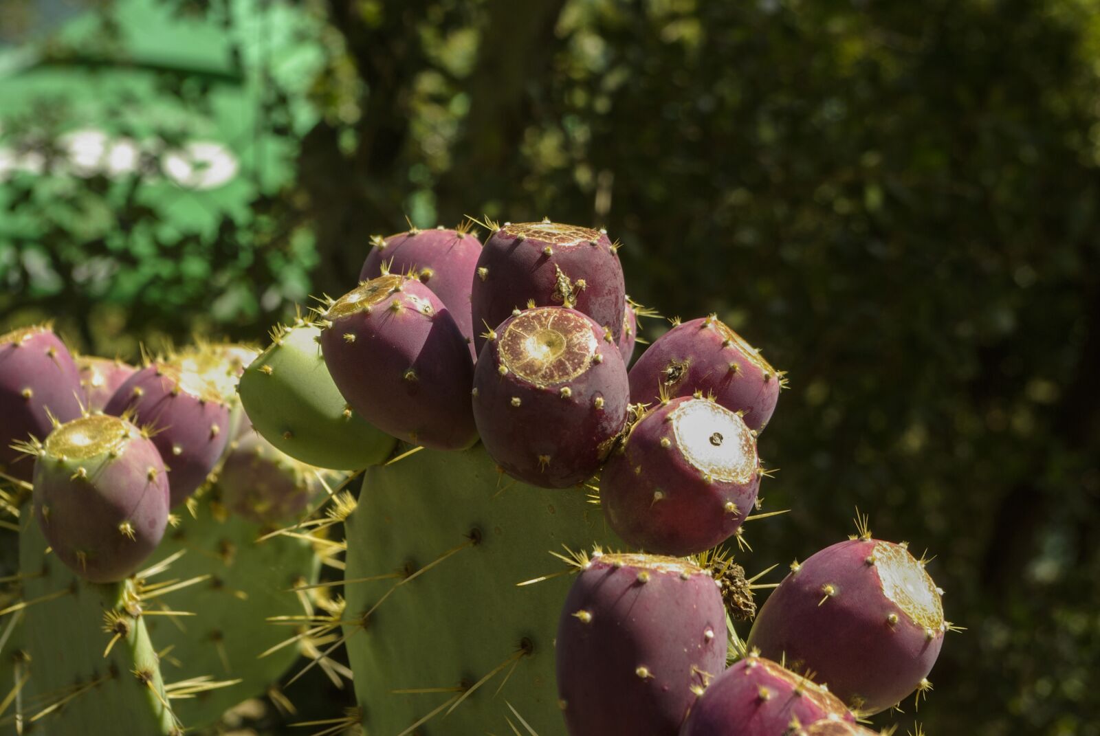 Samsung GX-10 sample photo. Fruit, cactus, prickly pear photography
