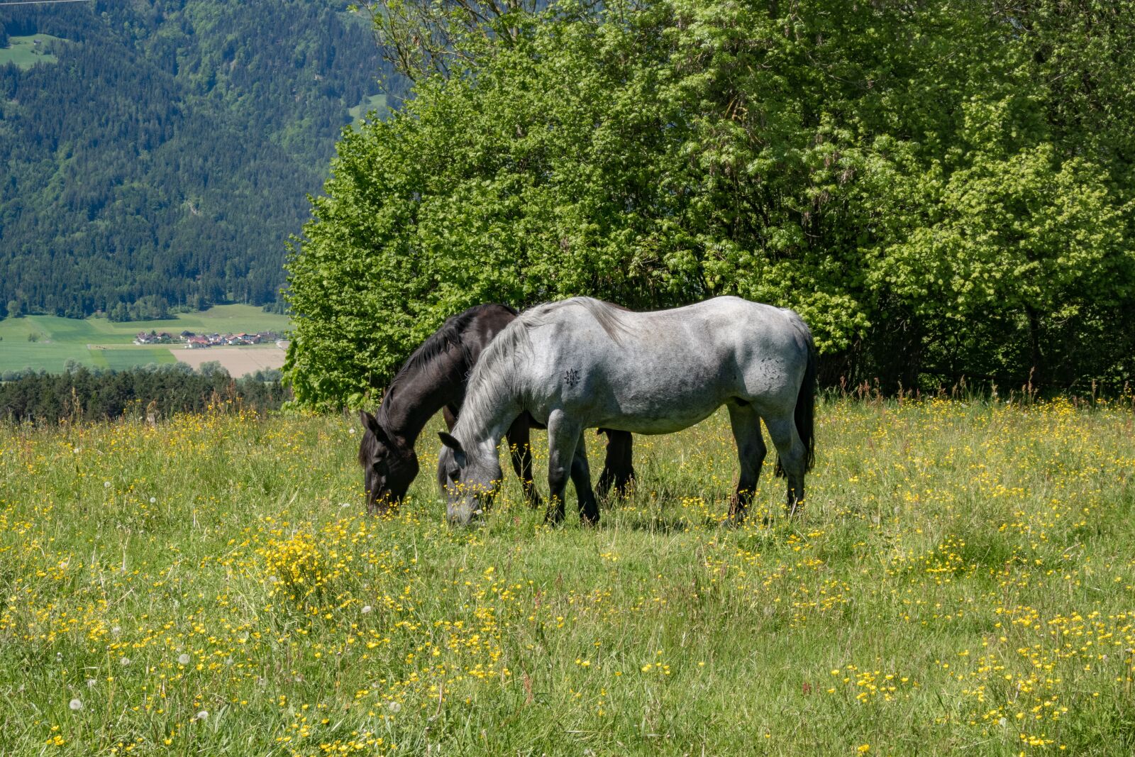 Canon PowerShot G9 X sample photo. Horses, meadow, grey photography