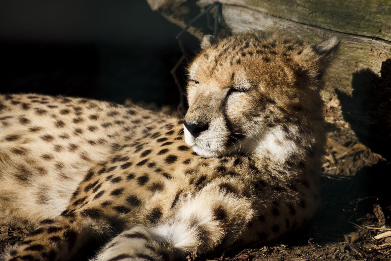 Canon EOS 1100D (EOS Rebel T3 / EOS Kiss X50) sample photo. Cheetah, zoo, nature photography