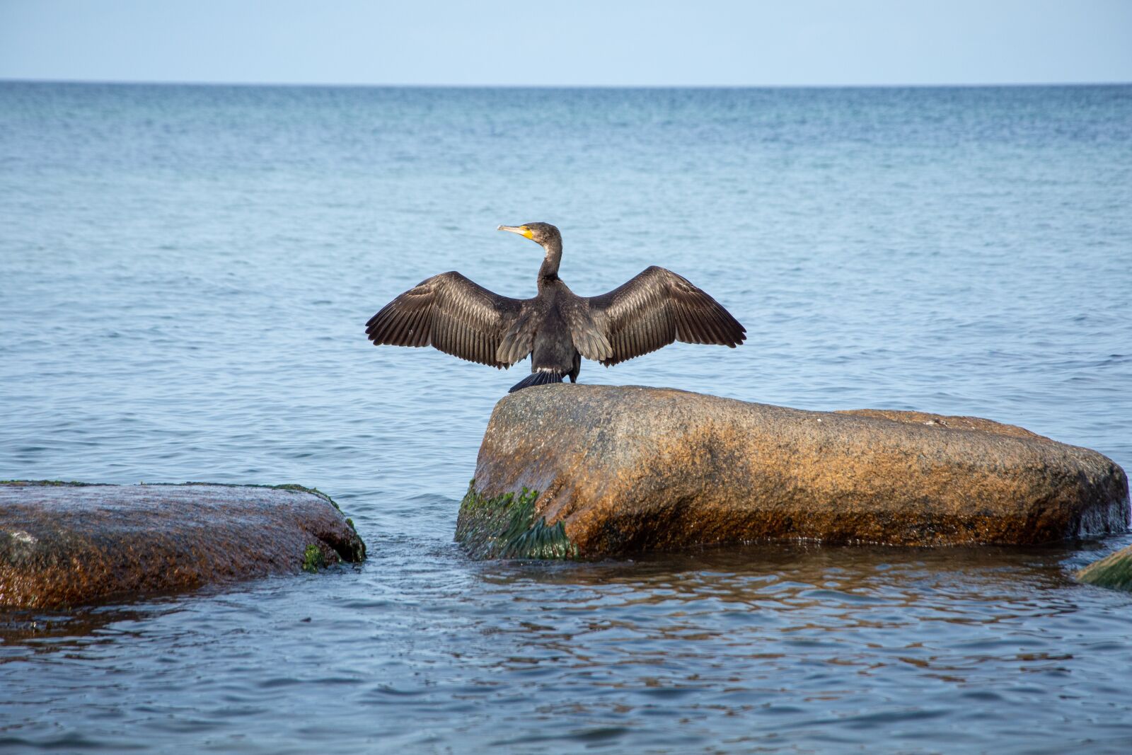 Nikon D7200 sample photo. Sea, cormorant, bird photography
