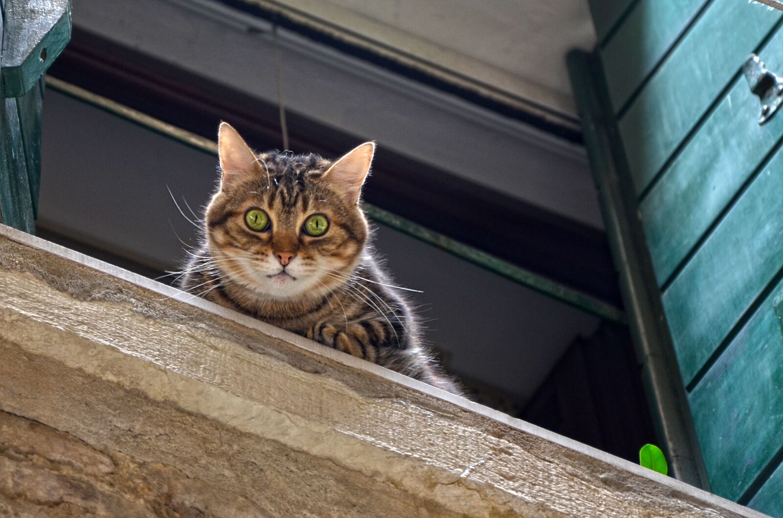 Nikon D5100 sample photo. Cat, window sill, window photography