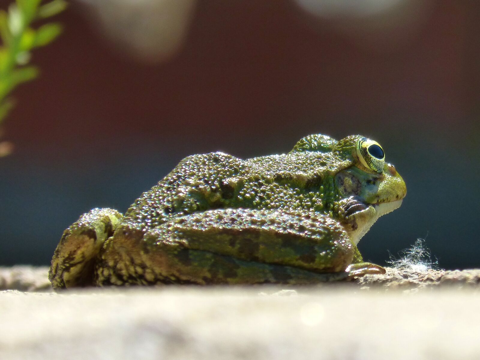 Panasonic DMC-FZ62 sample photo. Frog, batrachian, raft photography