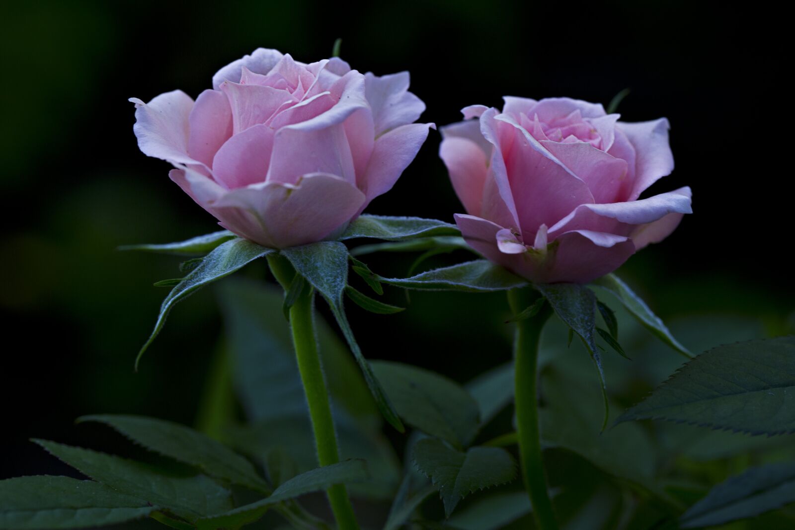 Canon EF 100mm F2.8L Macro IS USM sample photo. Flora, rose, pink photography