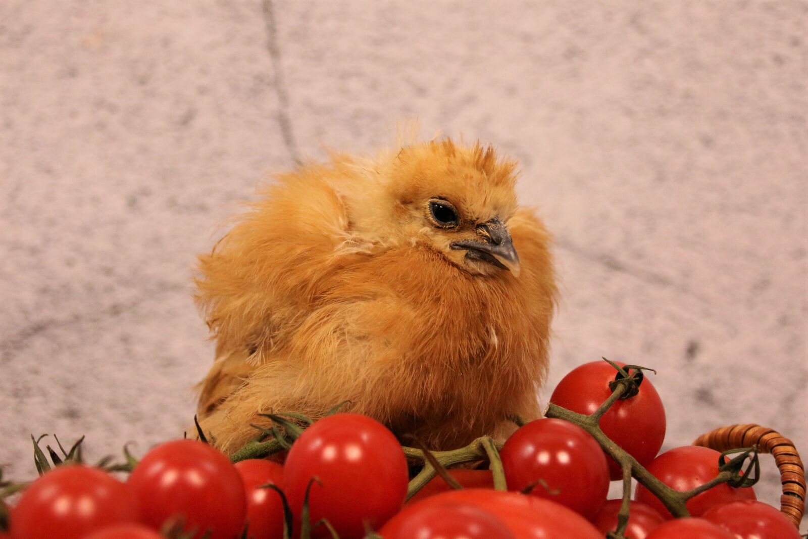Canon EOS 700D (EOS Rebel T5i / EOS Kiss X7i) sample photo. Chicken, chicks, easter photography