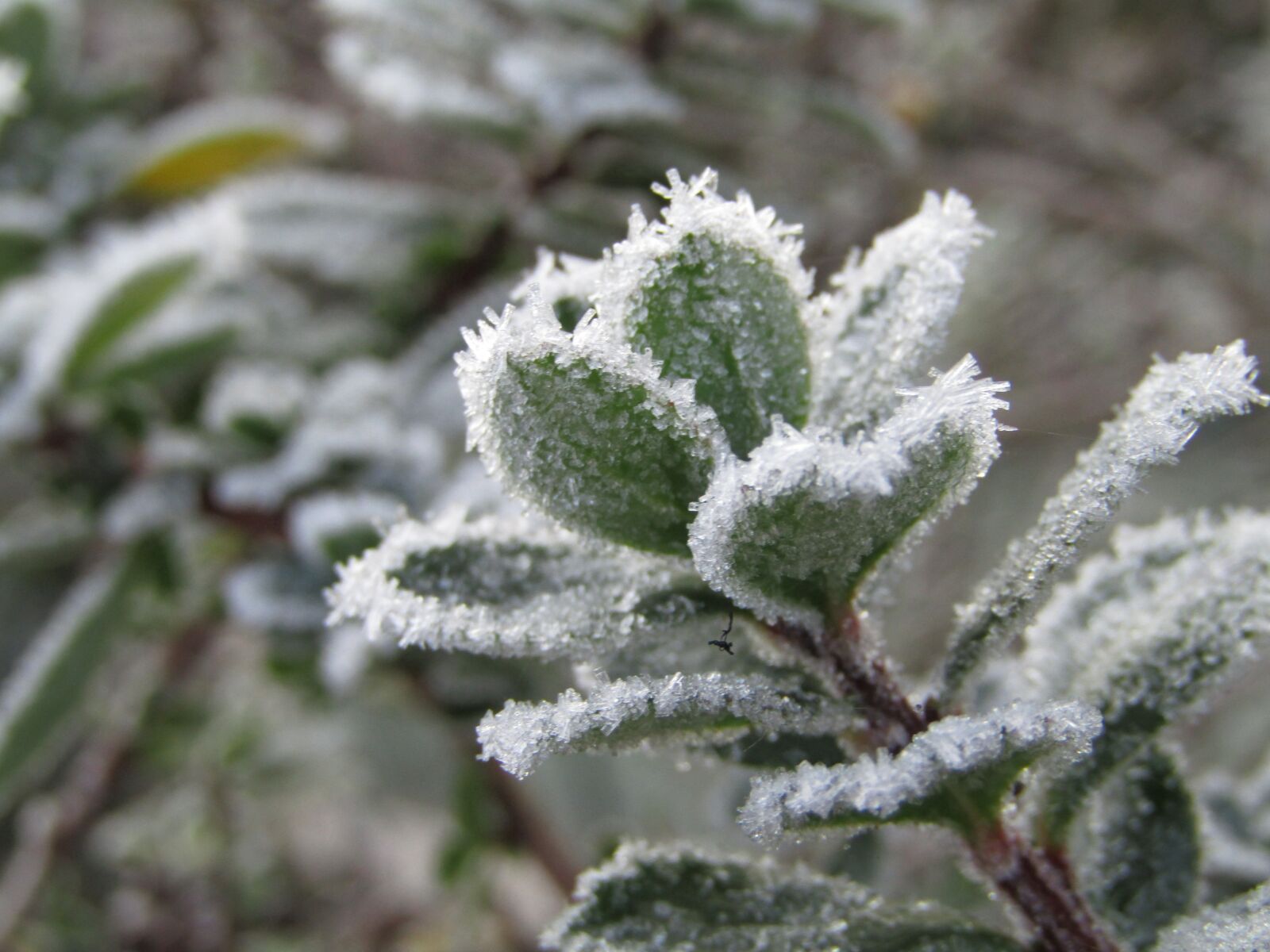Canon PowerShot SX410 IS sample photo. Leaf, frozen white, winter photography
