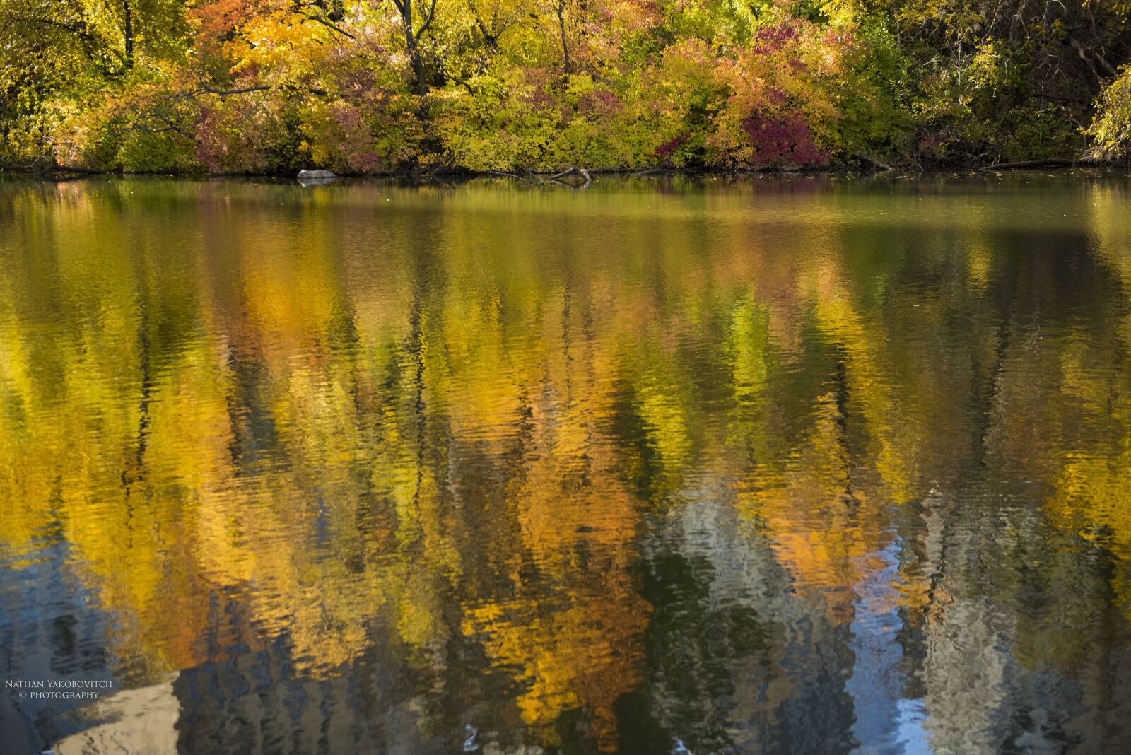Nikon D810 sample photo. Reflection, water, fall photography