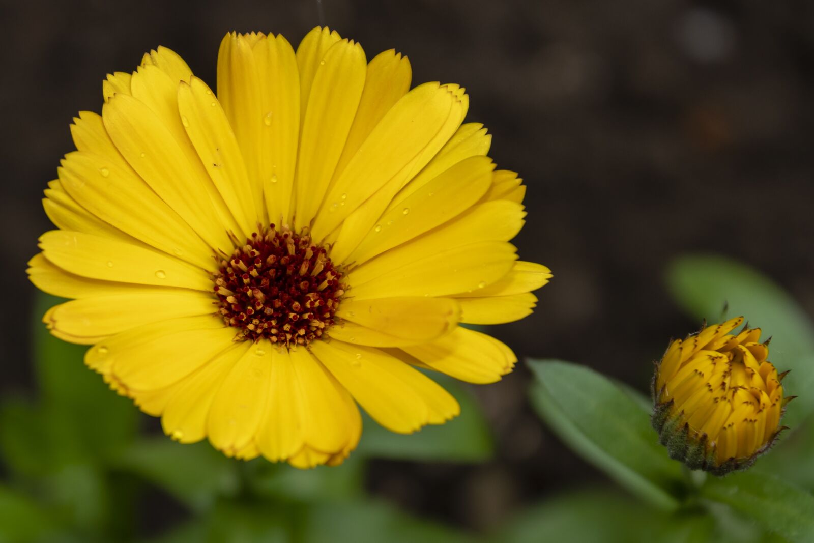 Canon EOS 1300D (EOS Rebel T6 / EOS Kiss X80) sample photo. Marigold, flower, flowers photography