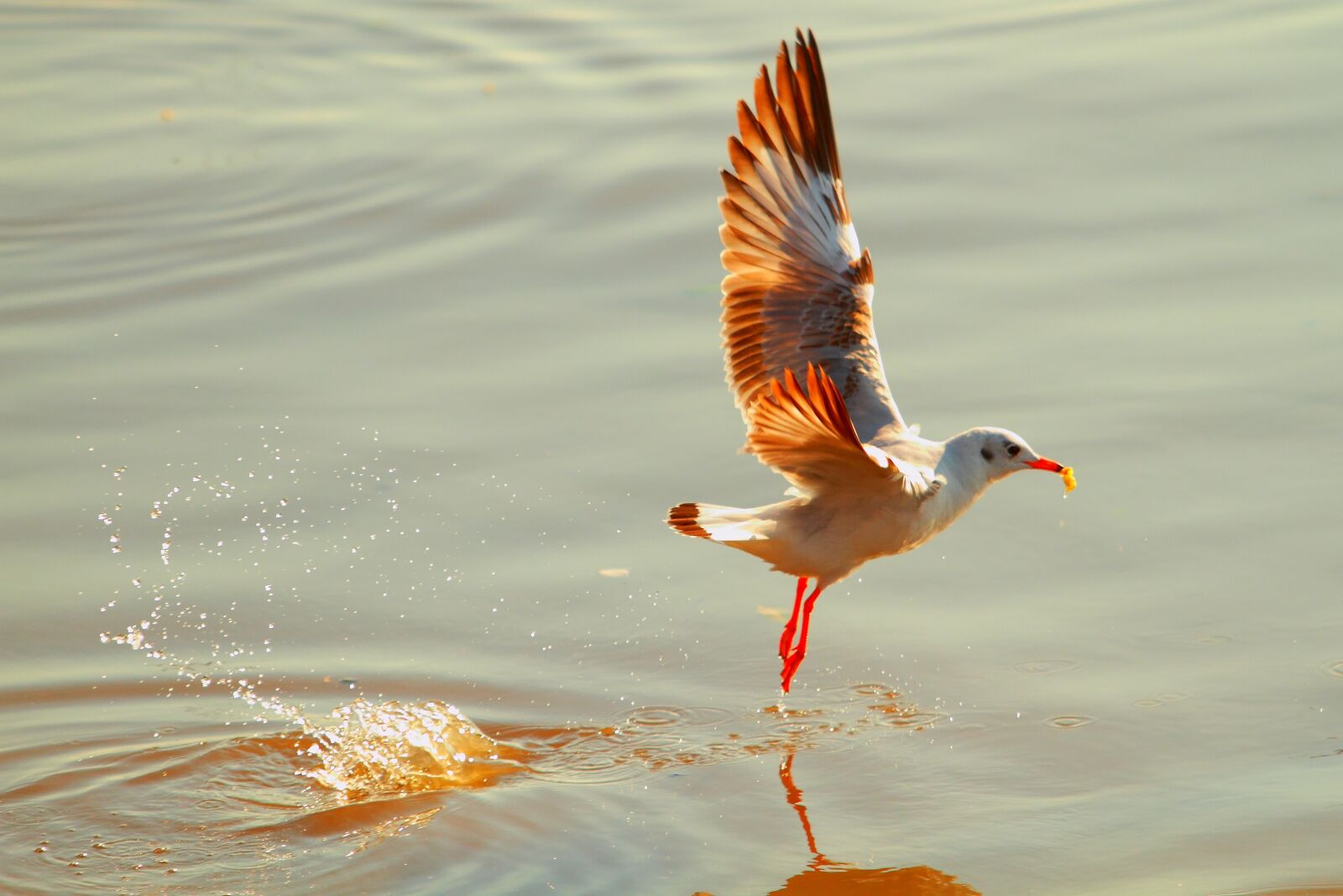 Canon EOS 7D + Canon EF 70-200mm F2.8L USM sample photo. Seagull, bang pu, gull photography