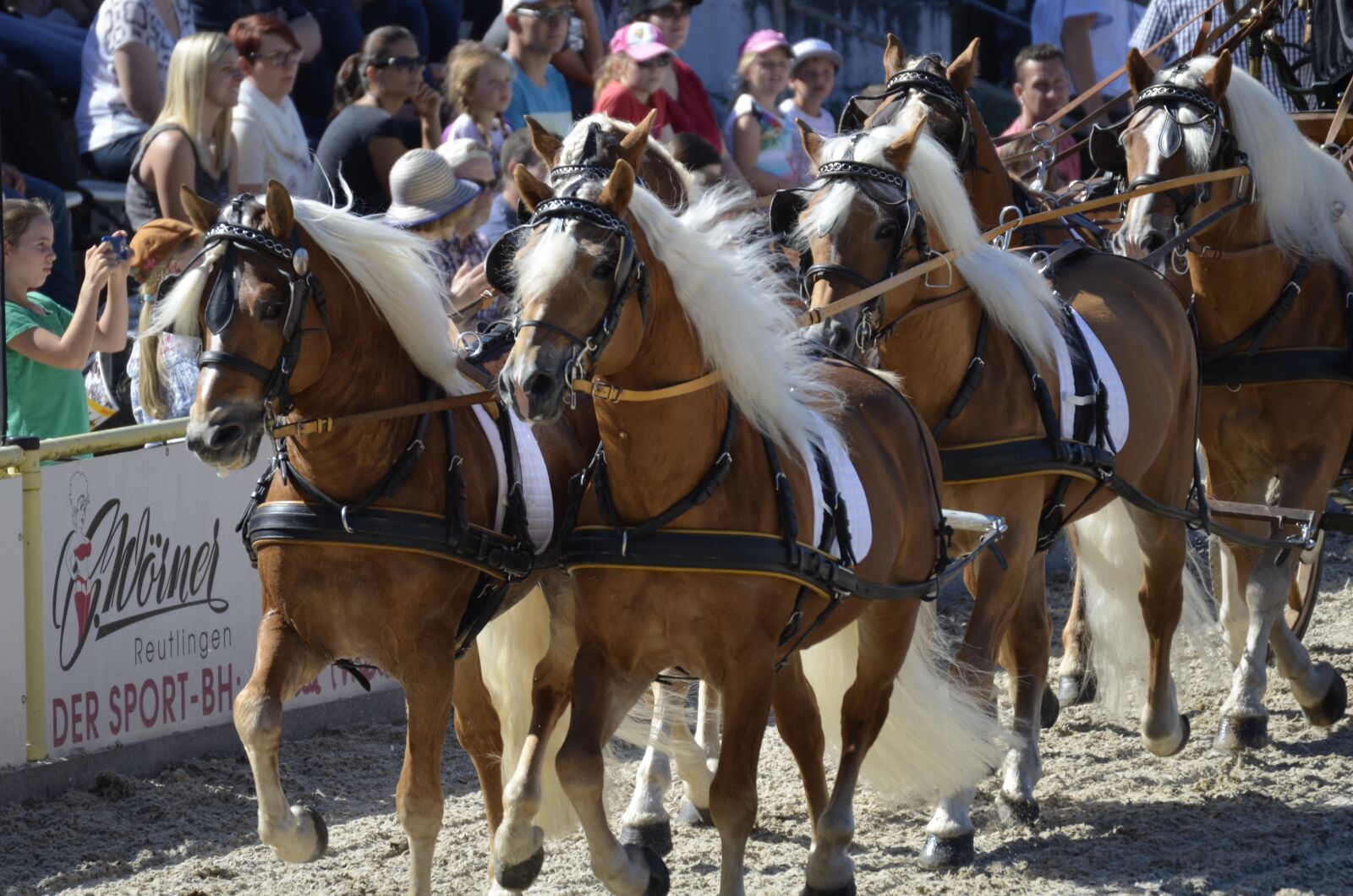Nikon D5100 sample photo. Haflinger, pony, fuchs photography